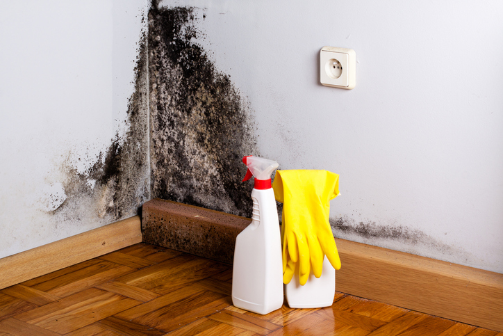 Mold Removal – How to Get Rid of Mold in Your Home